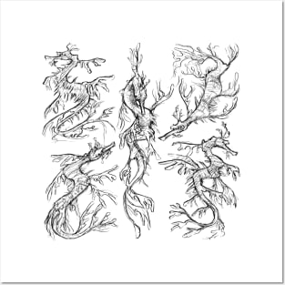 Sketches of a Leafy Seadragon Posters and Art